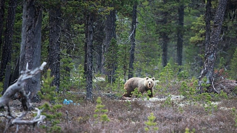 Животное архангельской. Бурый медведь Республики Коми. Приморский заказник Архангельской области. Медведи в Архангельской области. Уфтюго-Илешский заказник.