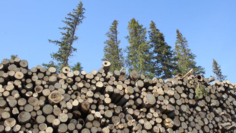 состоялся аукцион лесной. состоялся аукцион лесной. вырубка леса курск. аукцион на лес в нижегородской области. аукционы лесничества.