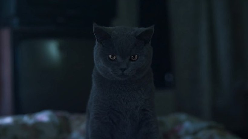 Фильм я кот